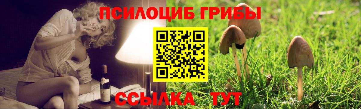 Псилоцибиновые грибы Psilocybine cubensis Кольчугино